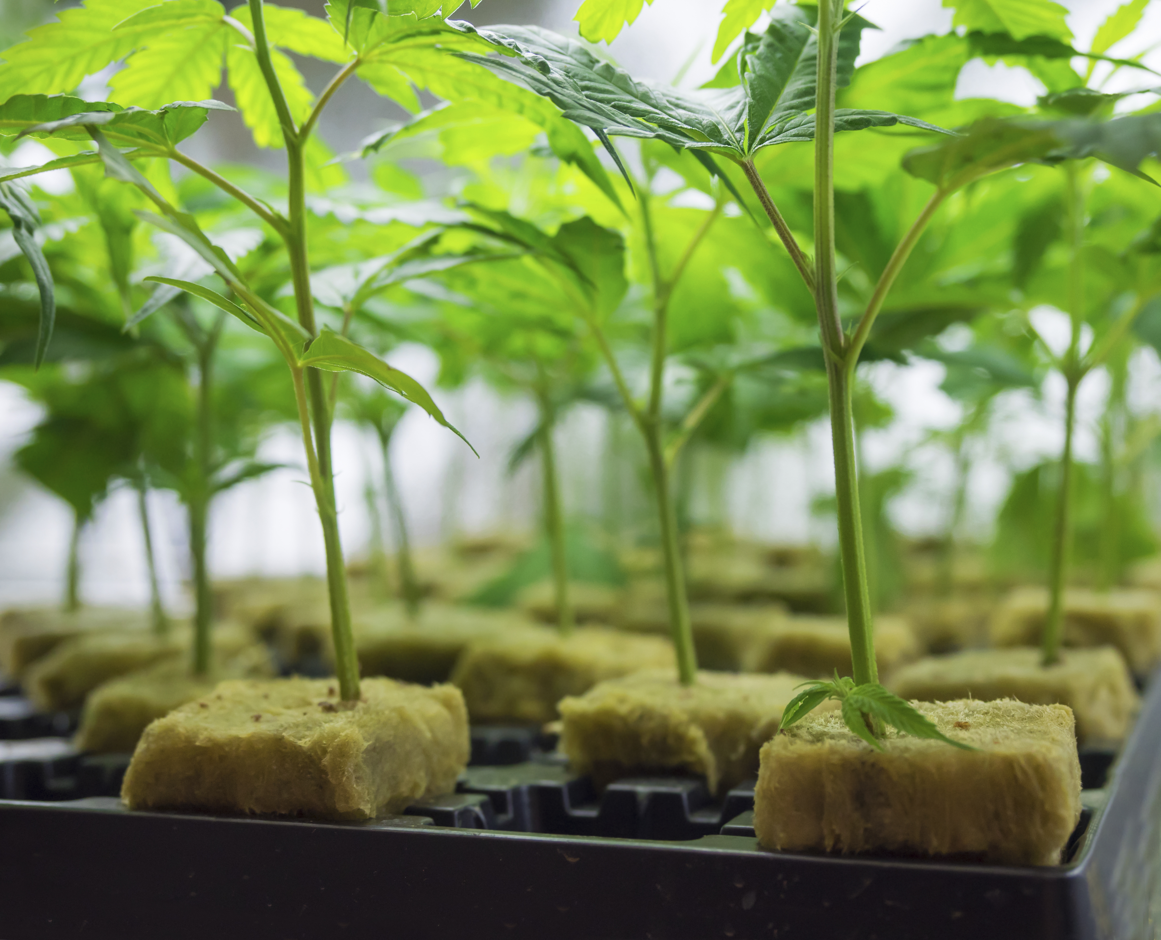 Young cannabis seedlings growing in rockwool cubes inside a controlled indoor environment.