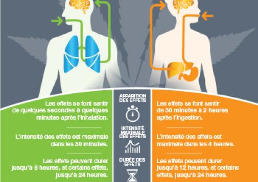 Cannabis : l’inhalation vs l’ingestion [infographie]
