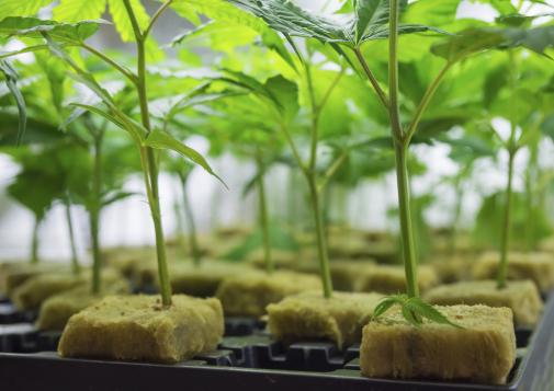 Young cannabis seedlings growing in rockwool cubes inside a controlled indoor environment.
