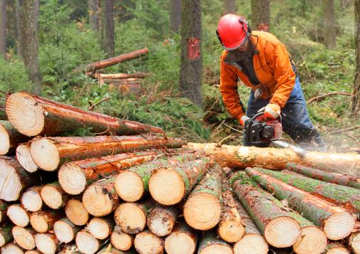 Forestry worker wearing orange jacket and red helmet cutting logs with a chainsaw in a dense forest.