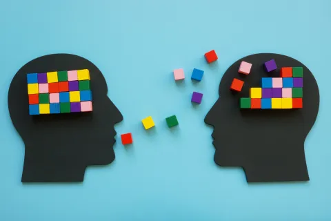 Fake model of two brains symbolizing an educator.
