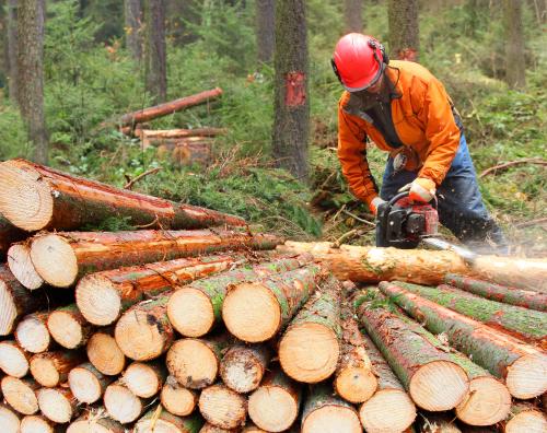 Forestry worker wearing orange jacket and red helmet cutting logs with a chainsaw in a dense forest.