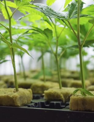 Young cannabis seedlings growing in rockwool cubes inside a controlled indoor environment.
