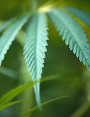 Close-up of a green cannabis leaf with serrated edges against a blurred natural background.