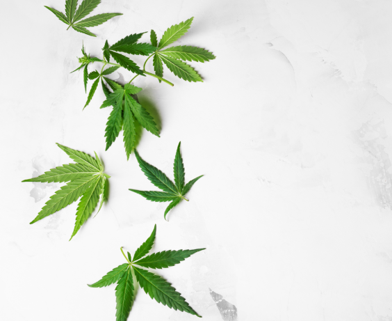 Plante de cannabis.